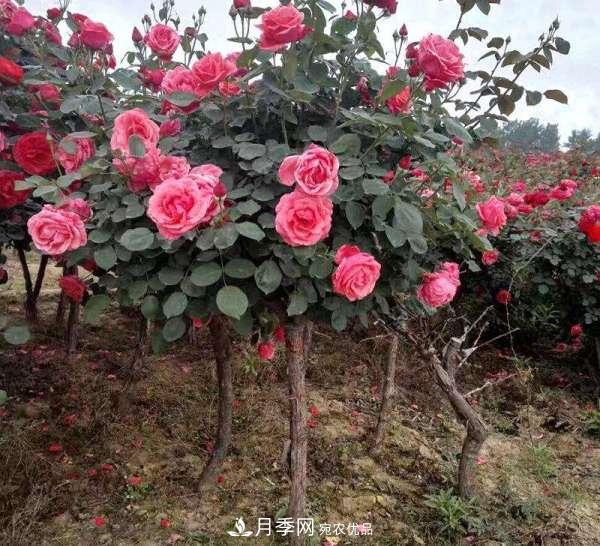 紅龍?jiān)录緲I(yè)可以培育月季樹(圖3)