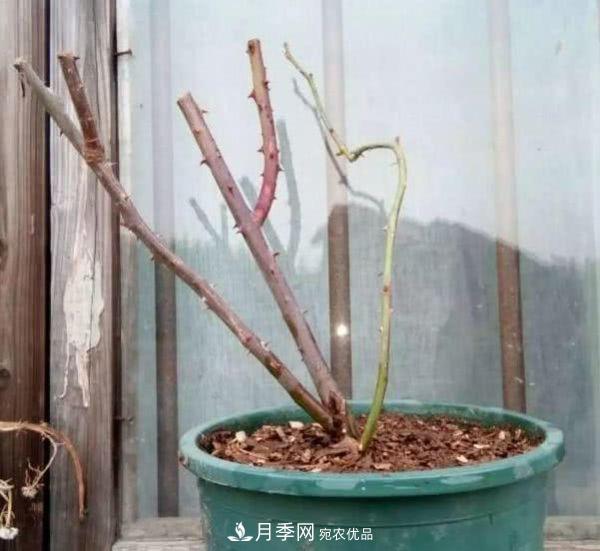 月季撐根桿秒變“月季樹”，陽光曬一曬，開成棒棒球！(圖1)