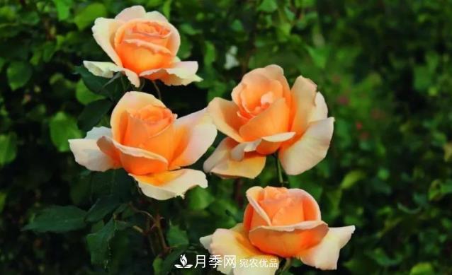 別養(yǎng)普通月季花了，看這3種變色月季，好看又好養(yǎng)活(圖1)