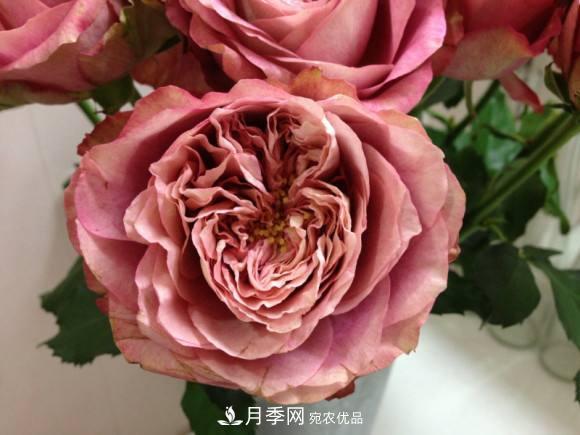 別養(yǎng)普通月季花了，看這3種變色月季，好看又好養(yǎng)活(圖2)
