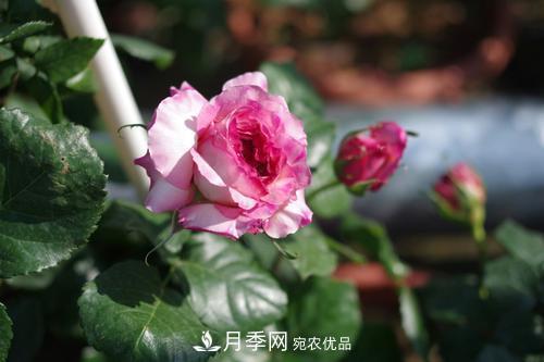 別養(yǎng)普通月季花了，看這3種變色月季，好看又好養(yǎng)活(圖3)