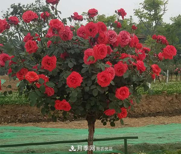 土質(zhì)對(duì)于樹(shù)狀月季的生長(zhǎng)到底有多大影響？(圖1)