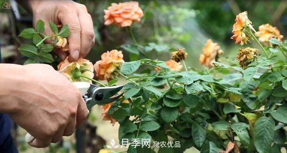想要月季開花多，先養(yǎng)筍，幾個(gè)技巧讓月季快速冒筍芽(圖2)