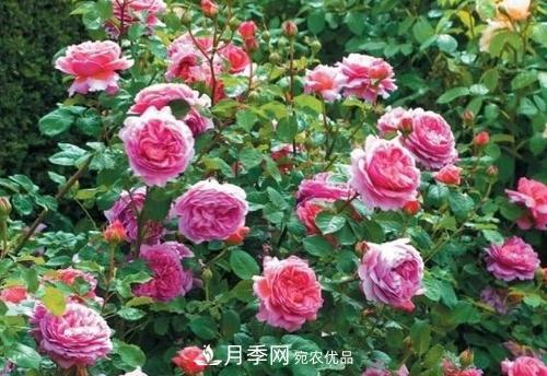 想要月季開花多，先養(yǎng)筍，幾個(gè)技巧讓月季快速冒筍芽(圖3)