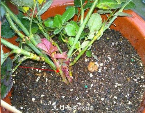 想要月季開花多，先養(yǎng)筍，幾個(gè)技巧讓月季快速冒筍芽(圖1)