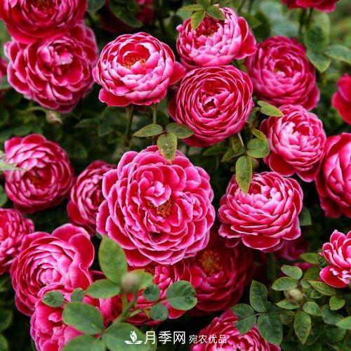 想要月季開花多，先養(yǎng)筍，幾個(gè)技巧讓月季快速冒筍芽(圖4)