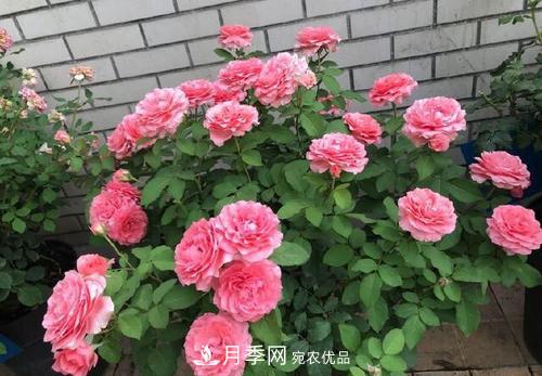想要月季開花多，先養(yǎng)筍，幾個(gè)技巧讓月季快速冒筍芽(圖6)