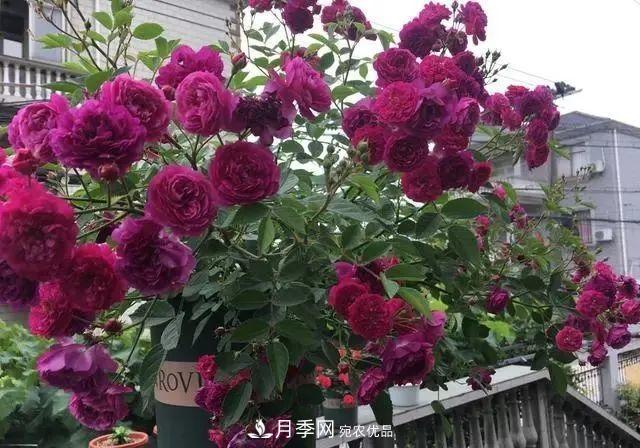 想要月季開(kāi)出***美秋花，現(xiàn)在秋剪正當(dāng)時(shí)！再晚就來(lái)不及啦！(圖1)