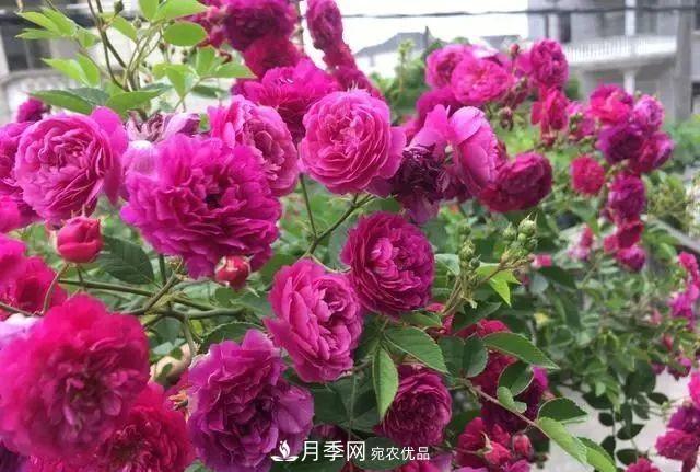 想要月季開(kāi)出***美秋花，現(xiàn)在秋剪正當(dāng)時(shí)！再晚就來(lái)不及啦！(圖2)
