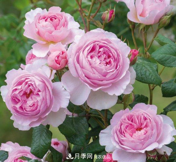 困難重重“養(yǎng)月季”，做好3點(diǎn)，你就是月季大神(圖7)