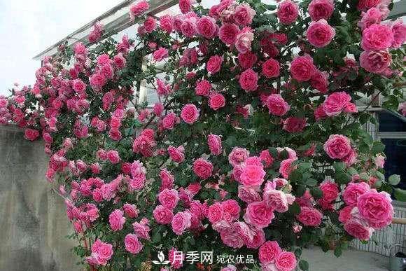 困難重重“養(yǎng)月季”，做好3點(diǎn)，你就是月季大神(圖3)
