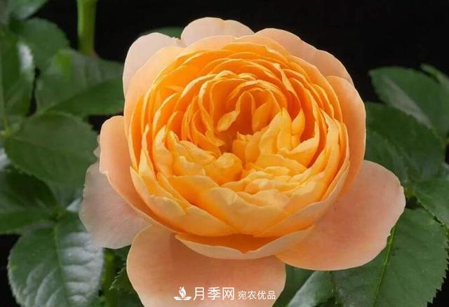 困難重重“養(yǎng)月季”，做好3點(diǎn)，你就是月季大神(圖2)