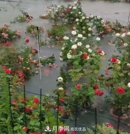 困難重重“養(yǎng)月季”，做好3點(diǎn)，你就是月季大神(圖11)