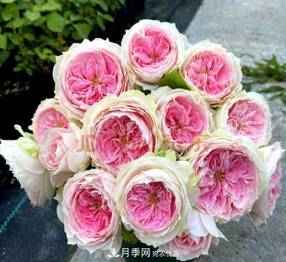困難重重“養(yǎng)月季”，做好3點(diǎn)，你就是月季大神(圖9)