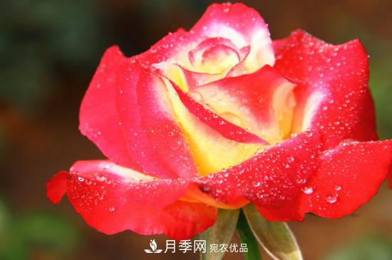 紅雙喜月季花的特點(圖1)