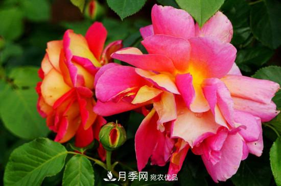 紅雙喜月季花的特點(圖2)