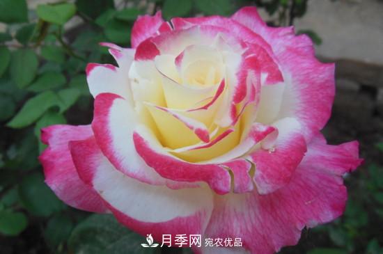 紅雙喜月季花的特點(圖3)