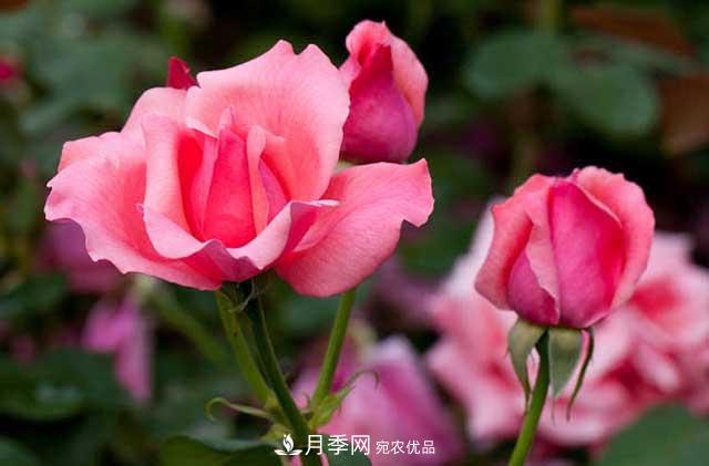 花中皇后月季花，這三大優(yōu)點(diǎn)***受人歡迎(圖1)