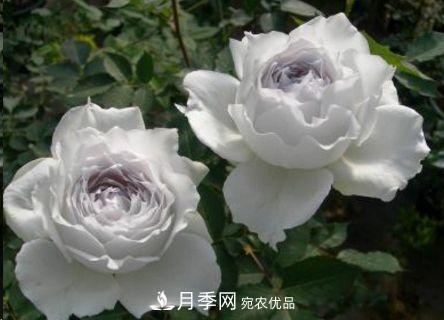 同樣管理的月季，為什么有的月季就死了？品種和個體要差異對待(圖2)
