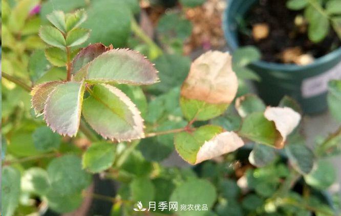 同樣管理的月季，為什么有的月季就死了？品種和個體要差異對待(圖1)