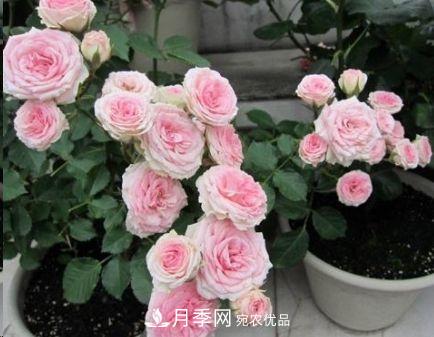 同樣管理的月季，為什么有的月季就死了？品種和個體要差異對待(圖4)