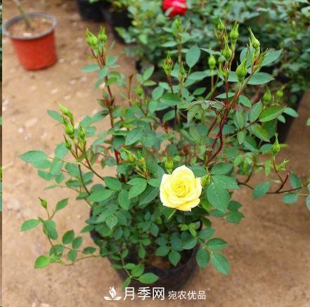 同樣管理的月季，為什么有的月季就死了？品種和個體要差異對待(圖5)