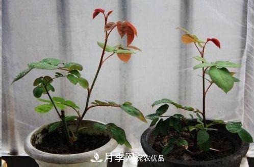 同樣管理的月季，為什么有的月季就死了？品種和個體要差異對待(圖6)