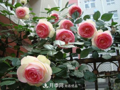 10個品種月季花顏值排行榜，一個比一個驚艷！(圖1)