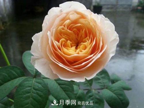 10個品種月季花顏值排行榜，一個比一個驚艷！(圖2)