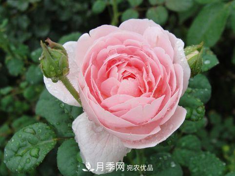 10個品種月季花顏值排行榜，一個比一個驚艷！(圖4)