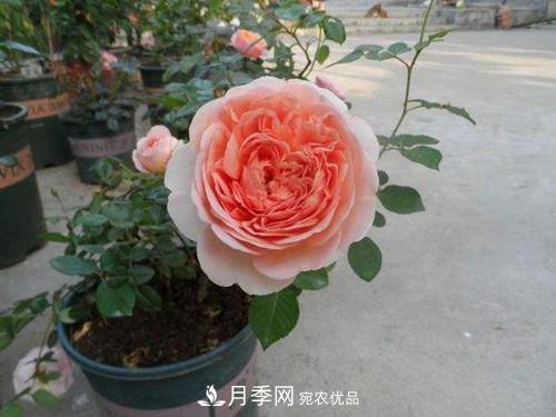10個品種月季花顏值排行榜，一個比一個驚艷！(圖3)