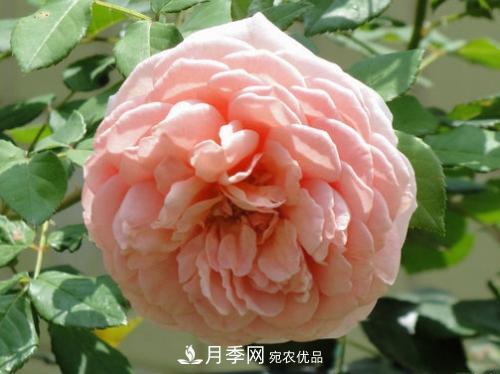 10個品種月季花顏值排行榜，一個比一個驚艷！(圖10)