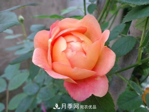 10個品種月季花顏值排行榜，一個比一個驚艷！(圖8)
