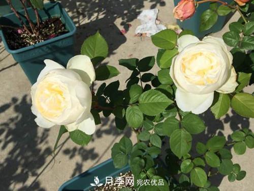 10個品種月季花顏值排行榜，一個比一個驚艷！(圖6)