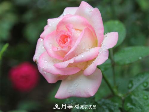 10個品種月季花顏值排行榜，一個比一個驚艷！(圖7)