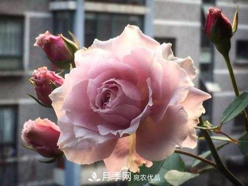 10個品種月季花顏值排行榜，一個比一個驚艷！(圖9)