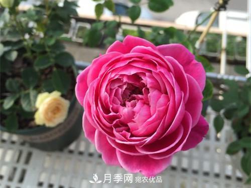 10個品種月季花顏值排行榜，一個比一個驚艷！(圖5)