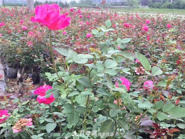 月季花也有壽命你知道嗎？現(xiàn)在告訴你(圖1)