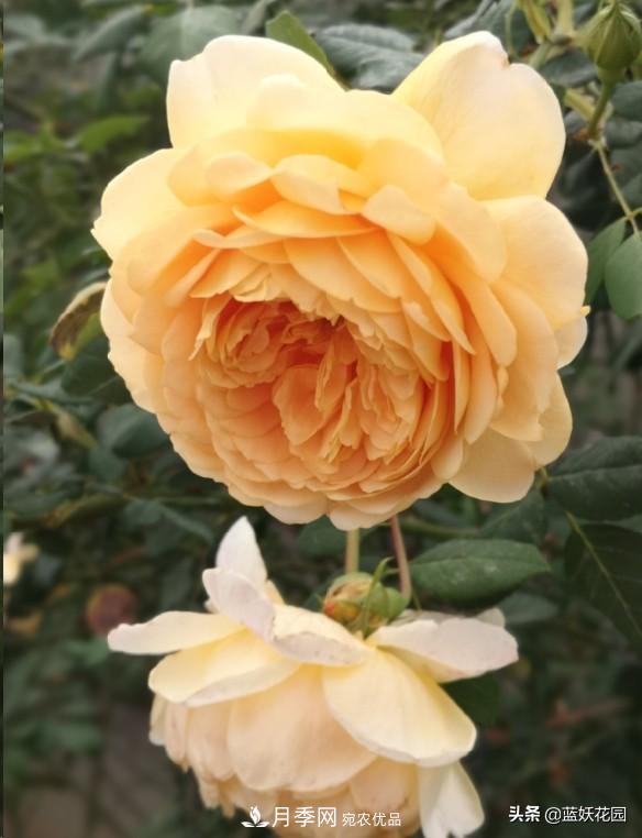 已經(jīng)立秋，月季花可以秋剪了嗎？南北方修剪時(shí)間大不同(圖2)
