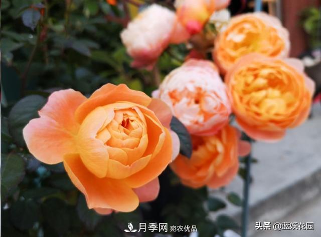已經(jīng)立秋，月季花可以秋剪了嗎？南北方修剪時(shí)間大不同(圖5)