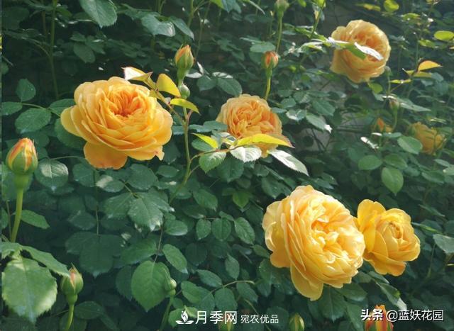 已經(jīng)立秋，月季花可以秋剪了嗎？南北方修剪時(shí)間大不同(圖6)