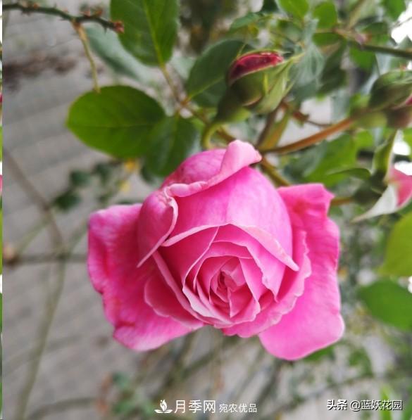 已經(jīng)立秋，月季花可以秋剪了嗎？南北方修剪時(shí)間大不同(圖1)
