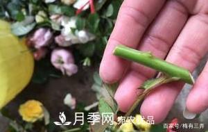 月季扦插專業(yè)知識，讓你少走彎路（圖文版）(圖8)