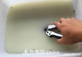 月季扦插專業(yè)知識，讓你少走彎路（圖文版）(圖3)