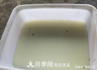 月季扦插專業(yè)知識，讓你少走彎路（圖文版）(圖2)