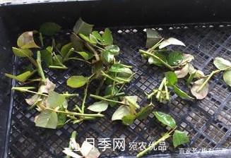 月季扦插專業(yè)知識，讓你少走彎路（圖文版）(圖13)