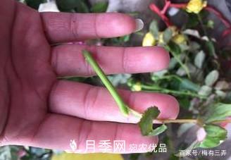 月季扦插專業(yè)知識，讓你少走彎路（圖文版）(圖12)