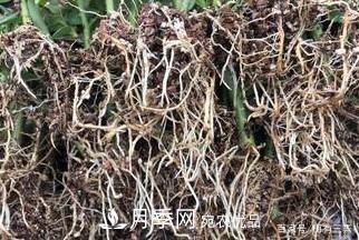 月季扦插專業(yè)知識，讓你少走彎路（圖文版）(圖15)