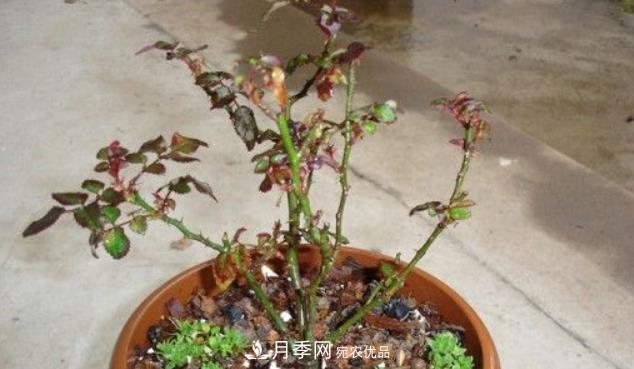 月季花什么時候修剪？選對“時間”，才能花開爆，一直開花(圖4)