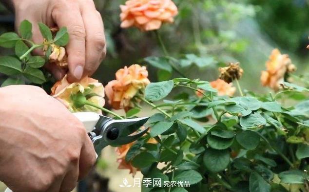 月季花什么時候修剪？選對“時間”，才能花開爆，一直開花(圖1)